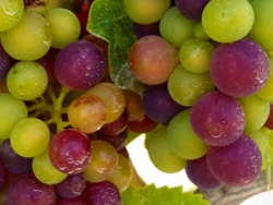 Grapes at Veraison
